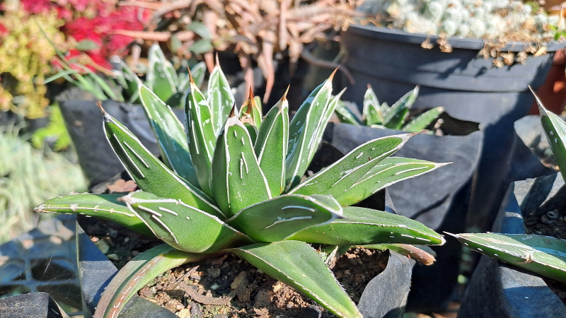 Agave victoriae-reginae - Queen Victoria Agave
