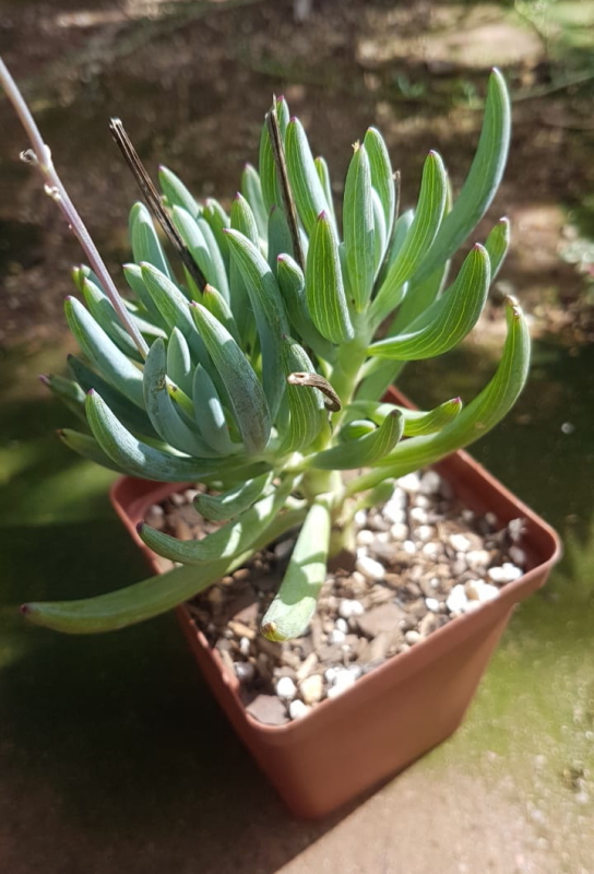 Curio crassulifolius - Blue Fingers