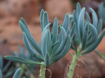 Curio crassulifolius - Blue Fingers