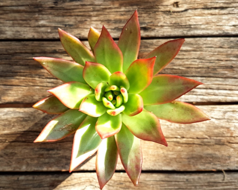 Echeveria agavoides - Molded Wax Agave