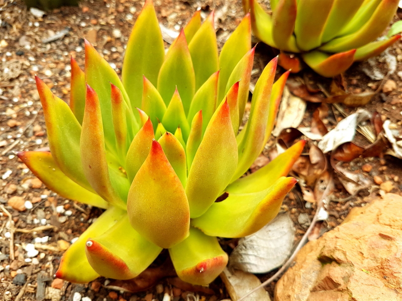 Echeveria agavoides - Molded Wax Agave