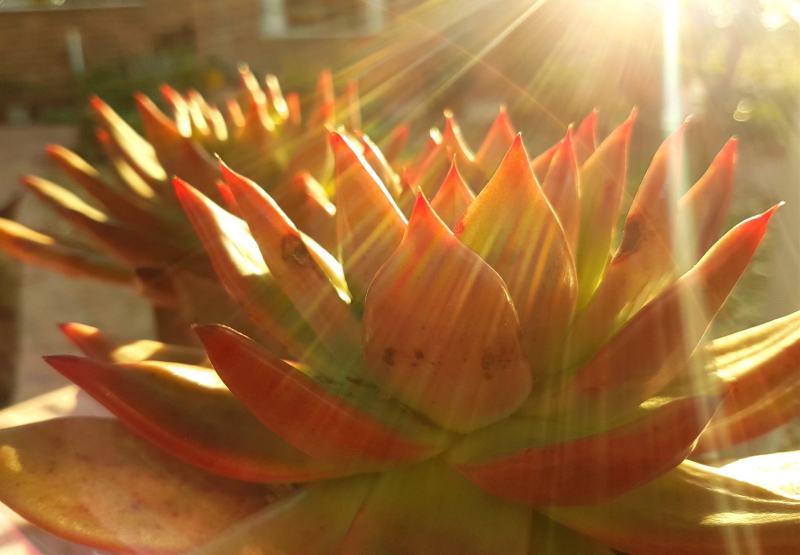 Echeveria agavoides - Molded Wax Agave