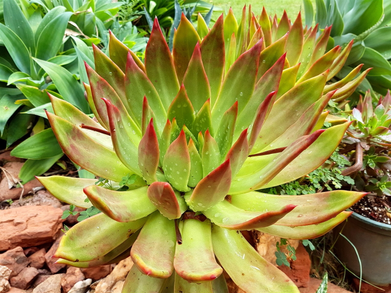 Echeveria agavoides - Molded Wax Agave