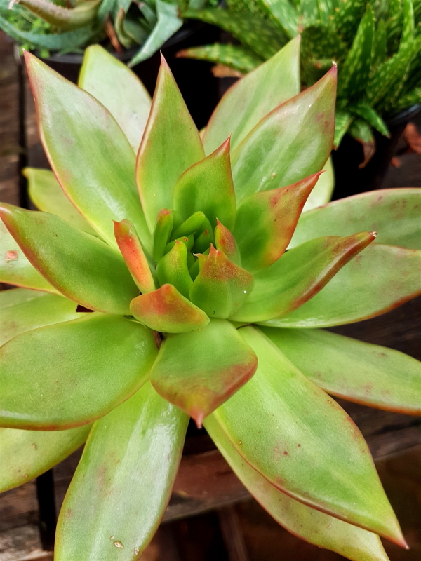 Echeveria agavoides - Molded Wax Agave