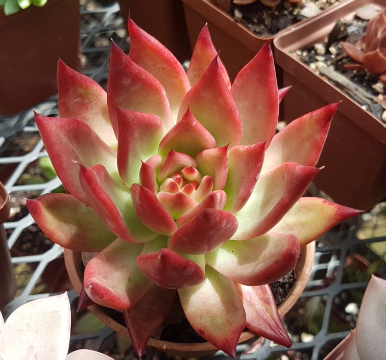 Echeveria agavoides - Molded Wax Agave