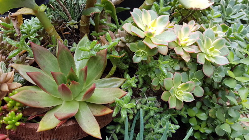 Echeveria agavoides - Molded Wax Agave