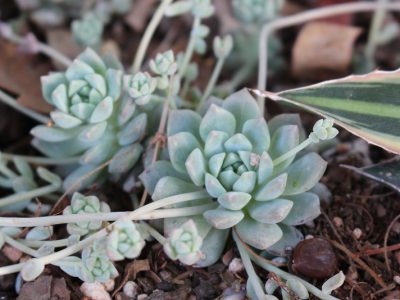 Echeveria prolifica - Prolific Echeveria