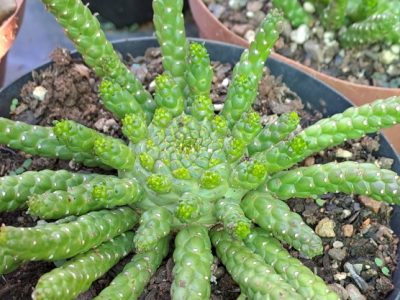 Euphorbia flanaganii - Medusa's Head Plant