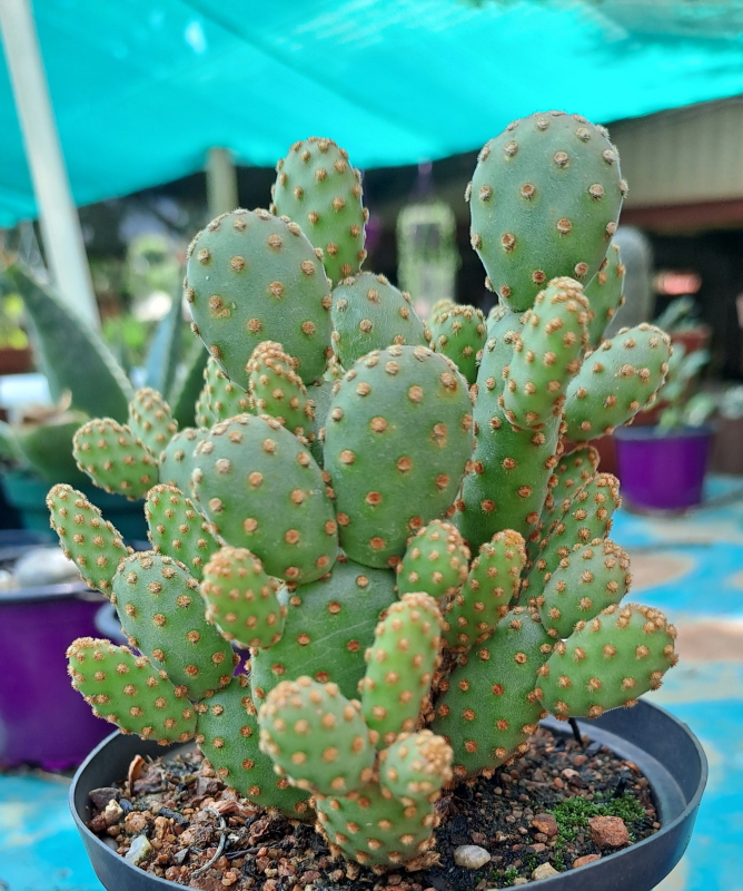 Opuntia rufida minima monstrose - Mini Cinnamon Cactus