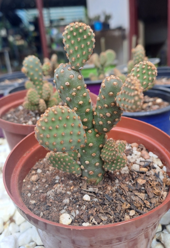 Opuntia rufida minima monstrose - Mini Cinnamon Cactus