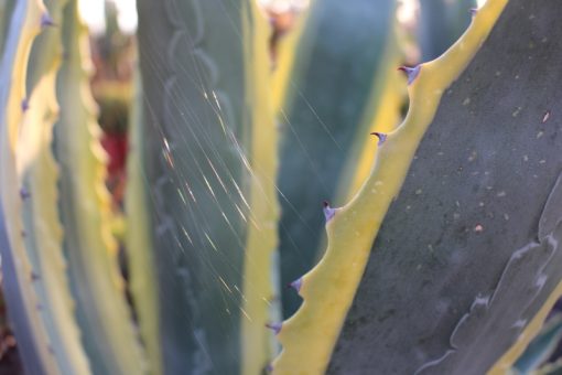 Agave americana 'Marginata' - Variegated Century Plant