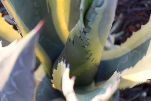 Agave americana 'Marginata' - Variegated Century Plant