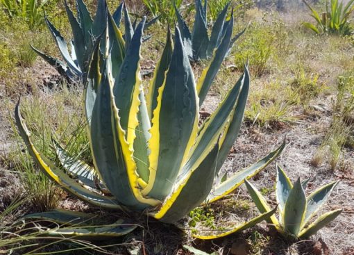Agave americana 'Marginata' - Variegated Century Plant