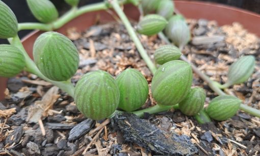 Curio herreanus - String of Watermelons