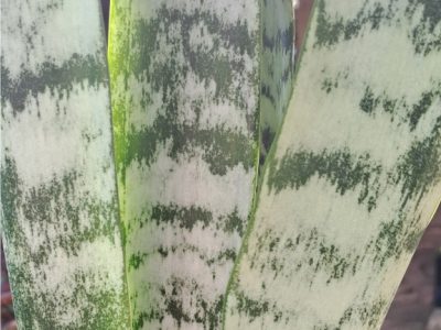 Dracaena trifasciata - Snake Plant