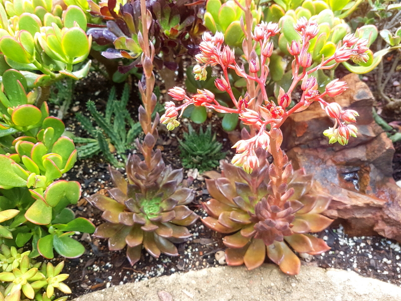 Echeveria 'Black Prince' Flowers