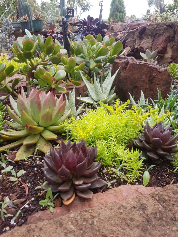 Echeveria 'Black Prince'
