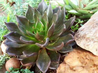 Echeveria 'Black Prince'