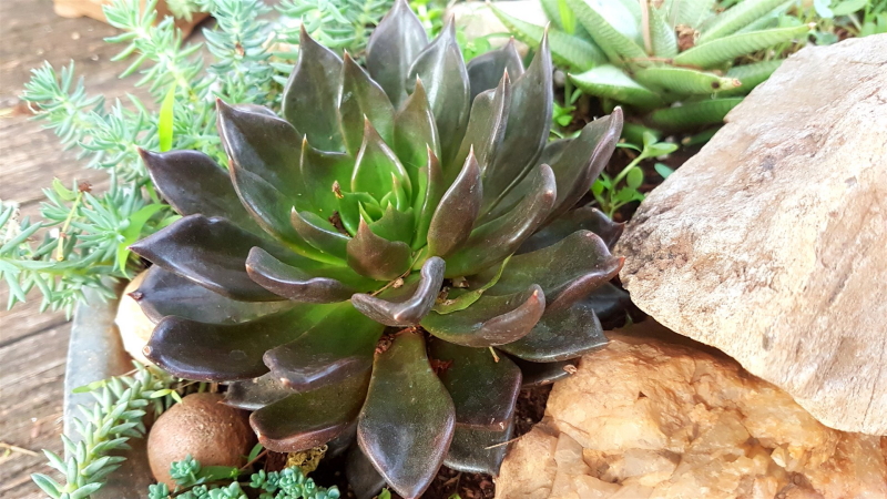 Echeveria 'Black Prince'