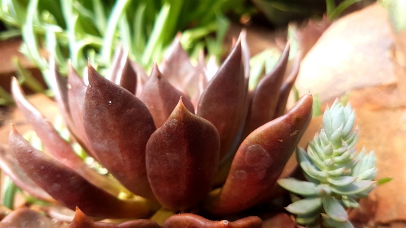 Echeveria 'Black Prince'
