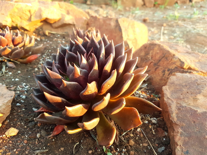 Echeveria 'Black Prince'