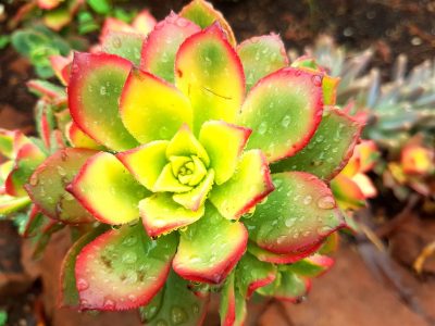 Aeonium 'Kiwi' - Kiwi Aeonium