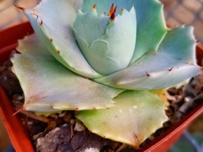 Agave potatorum 'Shoji-Raijin' - Blue Rose Agave