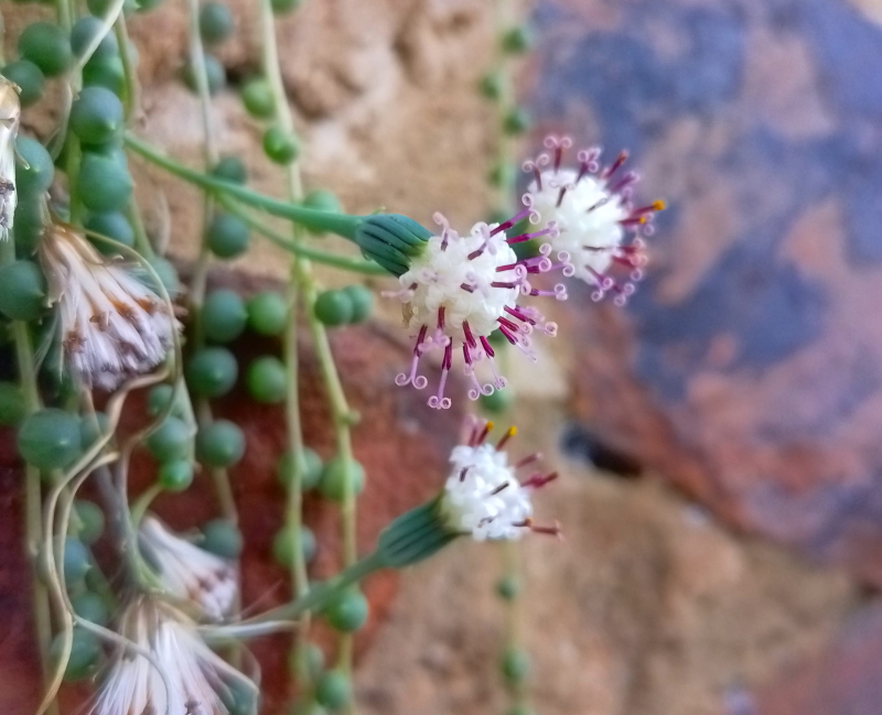 Curio rowleyanus - String of Pearls Flowers
