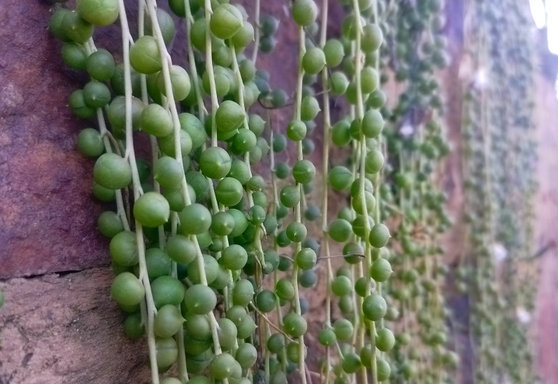 Curio rowleyanus - String of Pearls