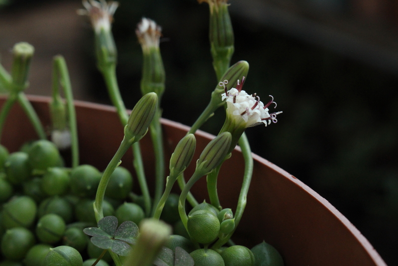 Curio rowleyanus - String of Pearls