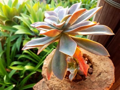 Graptoveria 'Fred Ives'