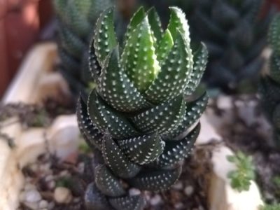 Haworthiopsis coarctata - Crowded Haworthia