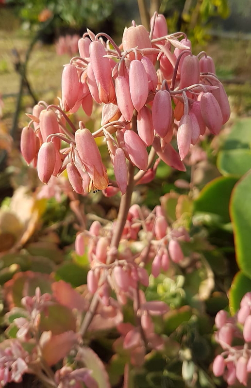 Kalanchoe fedtschenkoi 'Variegata' Flowers