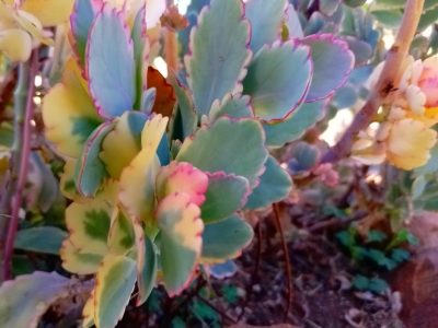 Kalanchoe fedtschenkoi 'Variegata' - Variegated Lavender Scallops