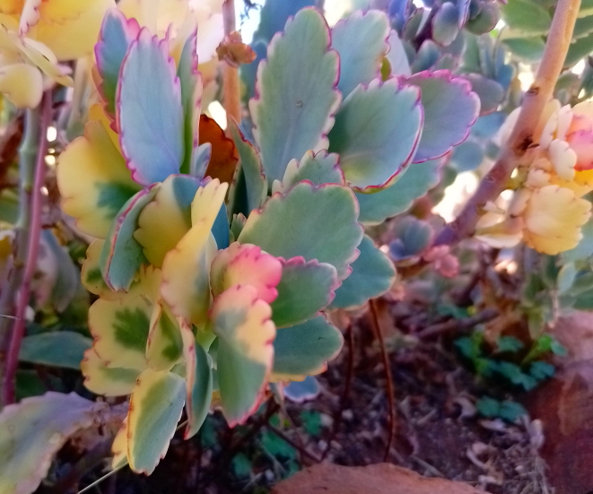 Kalanchoe fedtschenkoi 'Variegata' - Variegated Lavender Scallops