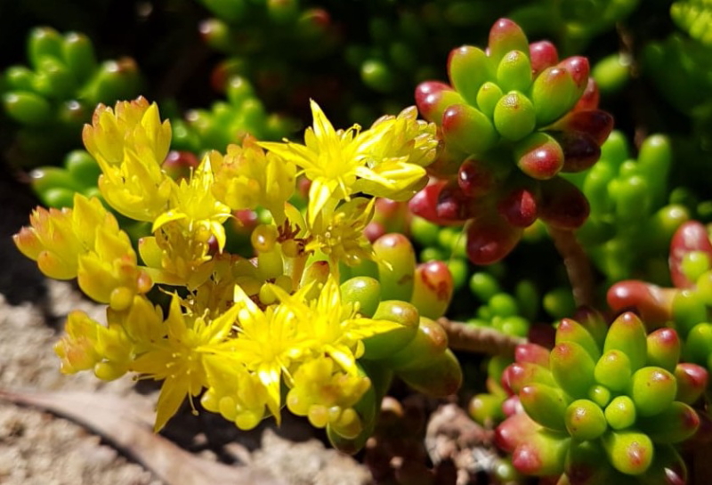 Sedum rubrotinctum - Jelly Bean Plant Flowers