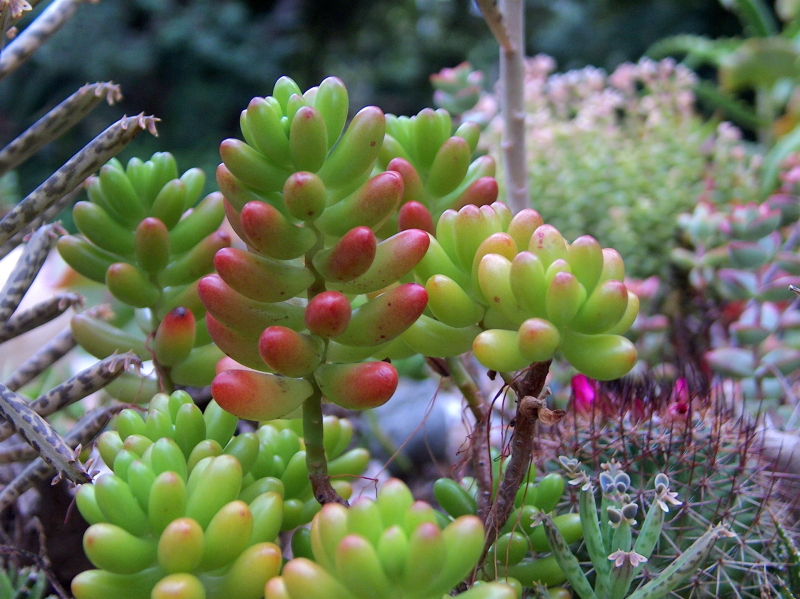 Sedum rubrotinctum - Jelly Bean Plant