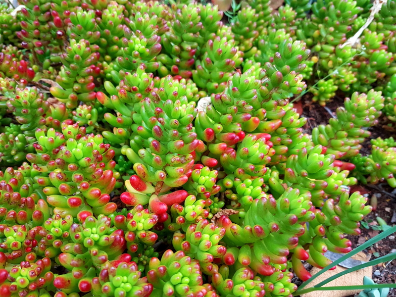 Sedum rubrotinctum - Jelly Bean Plant