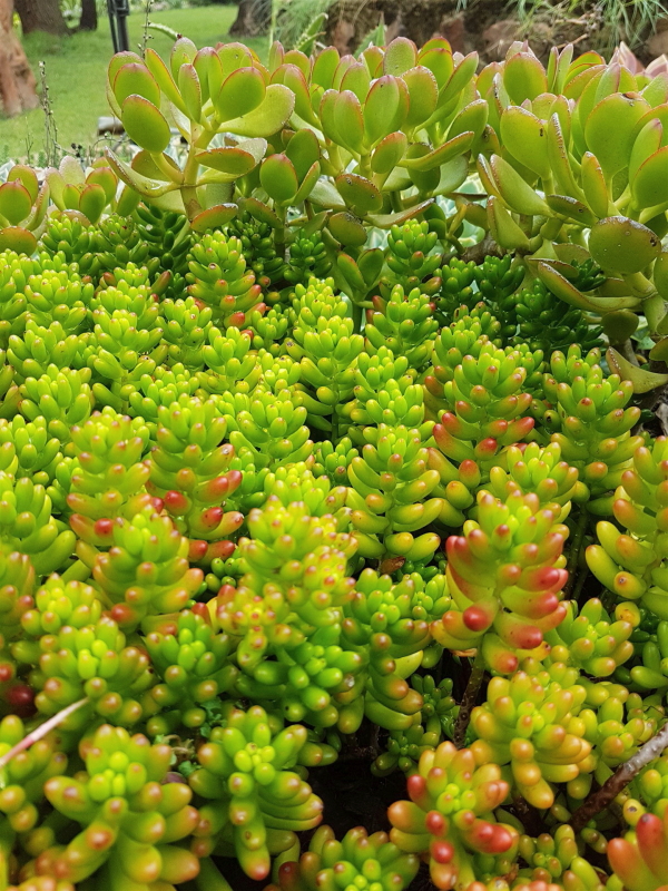 Sedum rubrotinctum - Jelly Bean Plant
