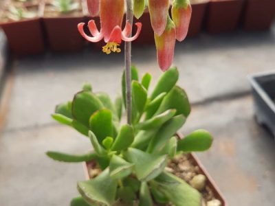 Cotyledon eliseae