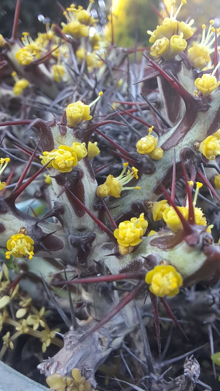 Euphorbia aeruginosa - Miniature Saguaro Yellow cyathia