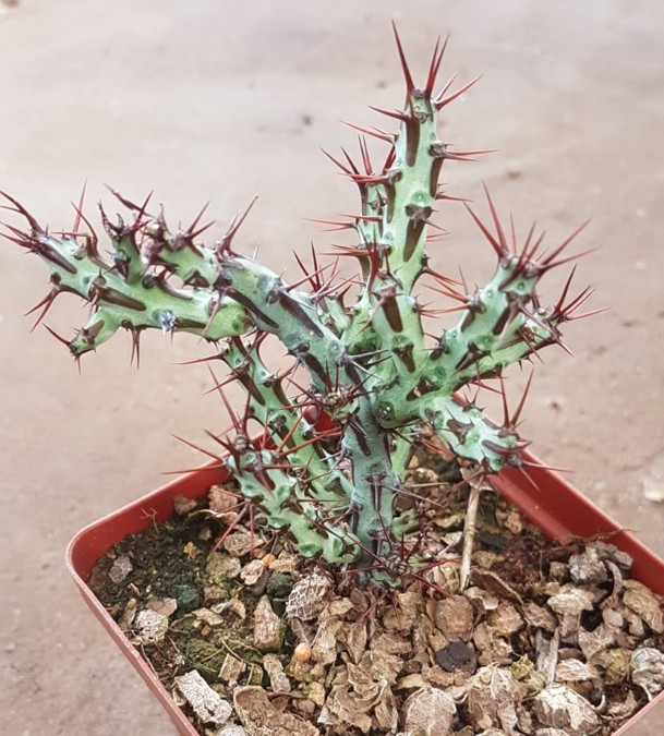 Euphorbia aeruginosa - Miniature Saguaro