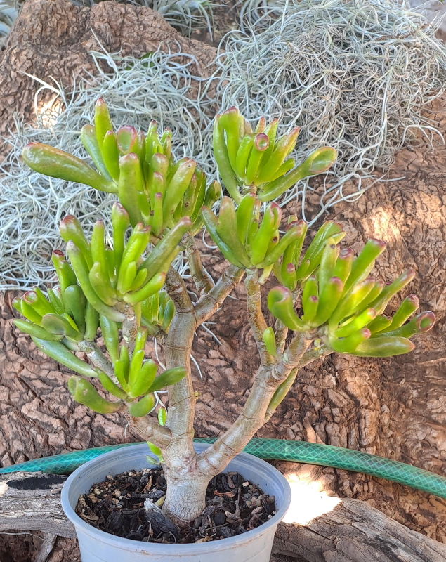 Crassula ovata 'Gollum' - Shrek's Ears