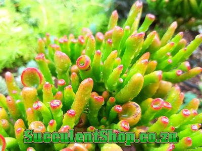 Crassula ovata 'Gollum' - Shrek's Ears