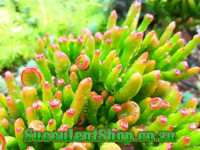 Crassula ovata 'Gollum' - Shrek's Ears
