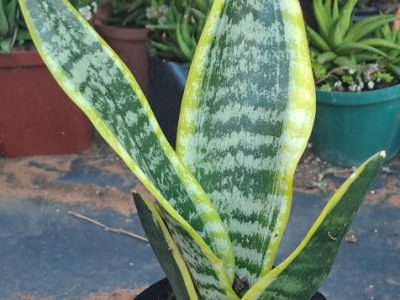Dracaena trifasciata 'Golden Hahnii' - Variegated Dwarf Snake Plant