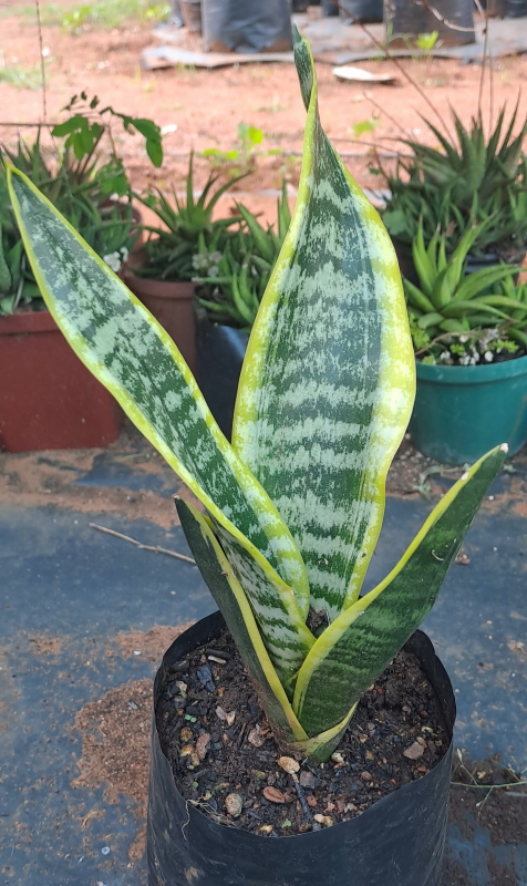 dracaena warneckii pflege Warneckii Dracaena main image 0