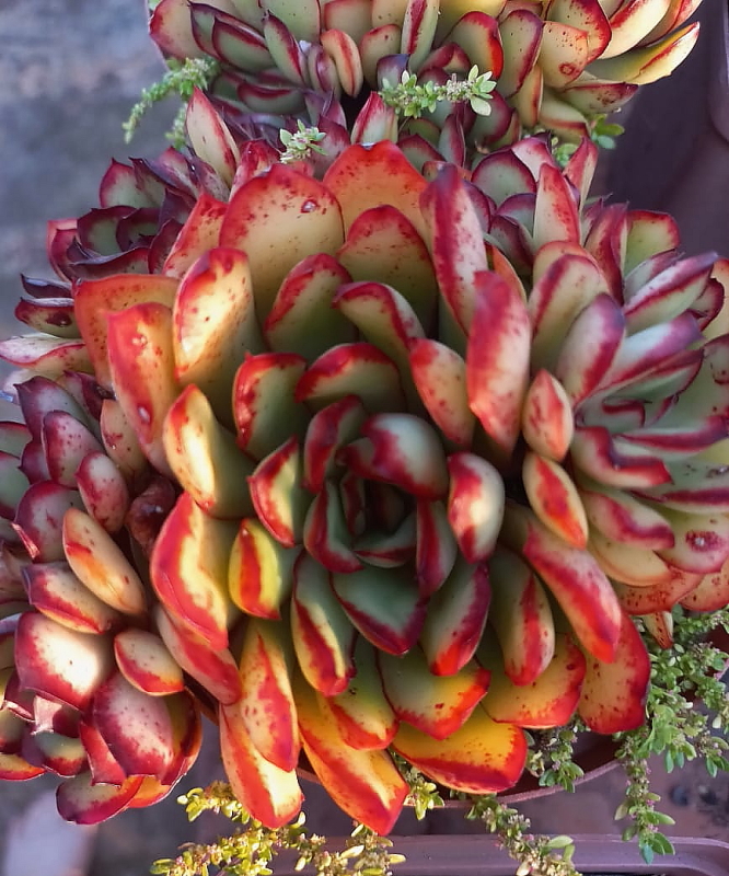 Echeveria pulidonis 'Magma Pearl'