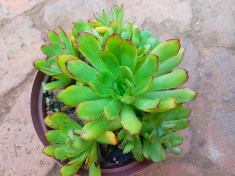 Echeveria pulidonis 'Magma Pearl'