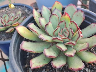 Echeveria pulidonis 'Magma Pearl'